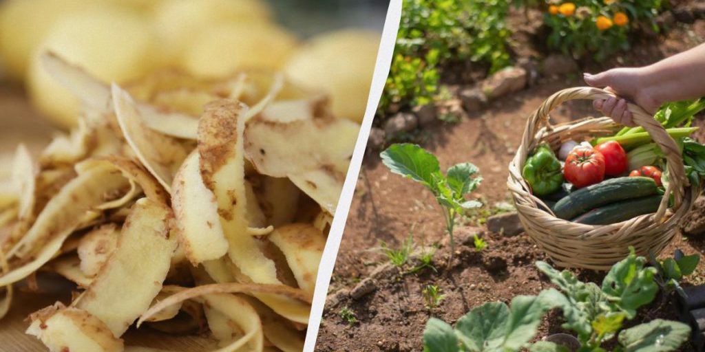 Никогда не выбрасываю картофельную кожуру: вот как ею удобрить огород для рекордного урожая