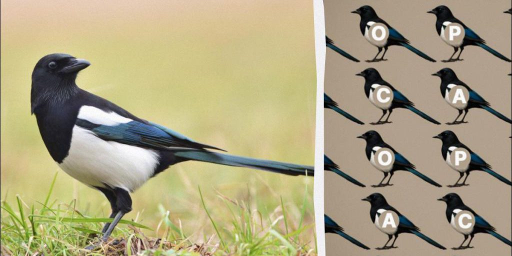 Sfida di Intelligenza: Trova la Parola "Corvo" in Soli 9 Secondi