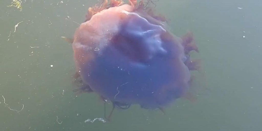 Il Misterioso Mostro Marino di Enormi Dimensioni: Una Storia di Mito e Scienza