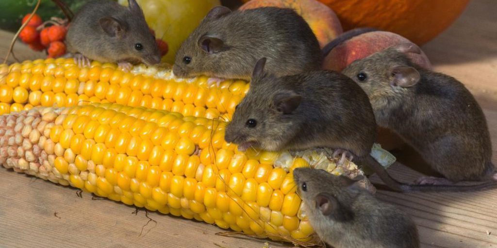 Как выгнать мышей из дома: эксперты назвали 15 запахов, которых не терпят грызуны