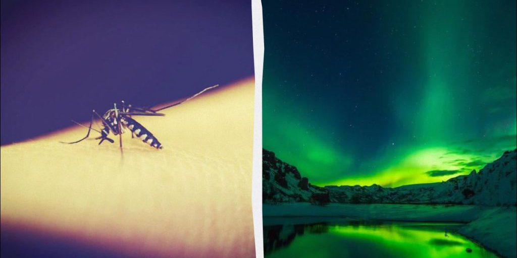 Комары впервые в истории добрались до Исландии: ученые объяснили, что это значит