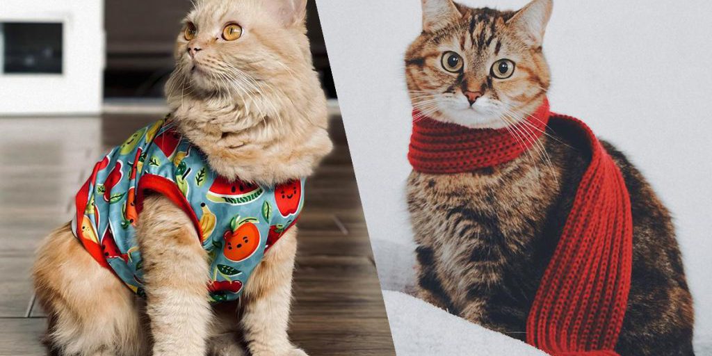Нужны ли котам свитера: ветеринар ответил на популярный вопрос