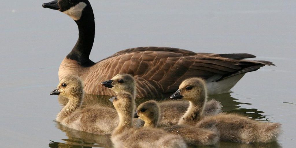 Орнитолог ответил, могут ли в Украине появиться птицы, которые нападают на людей