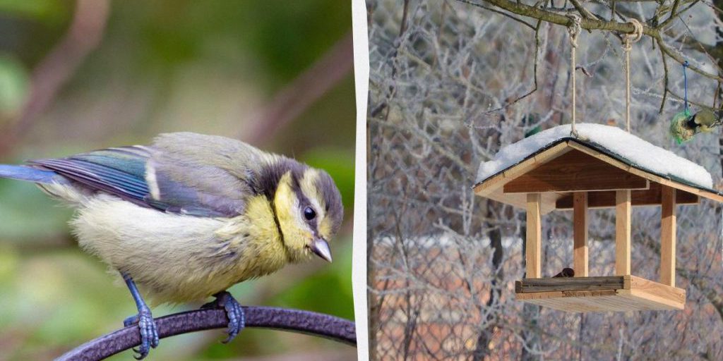 Почему синицы едят сало и как их правильно подкармливать: объяснение орнитолога