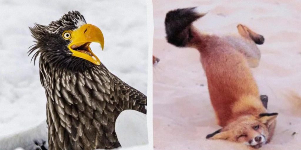 "Дикие танцы" и не только: выбраны самые забавные фото дикой природы в 2025 году