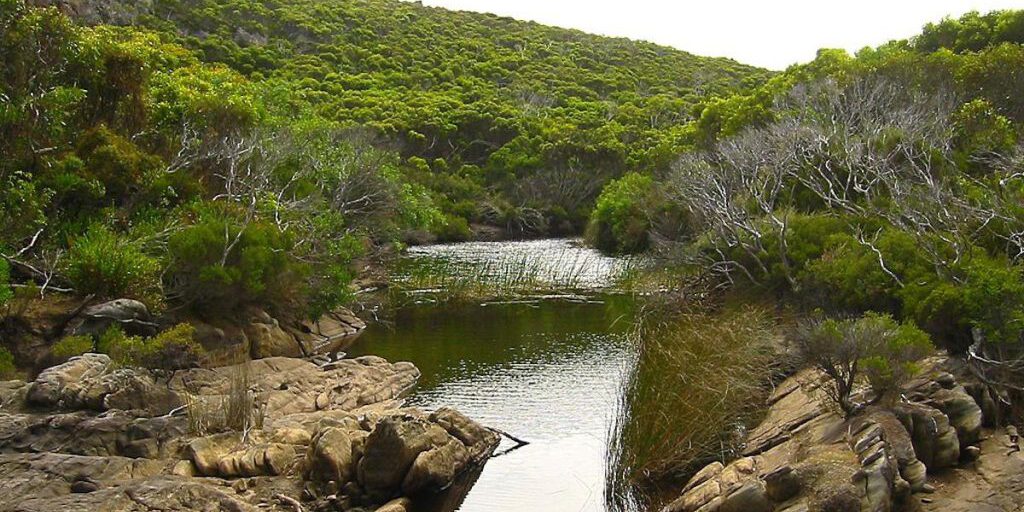 Scoperta in Australia: il parente in miniatura del canguro a rischio di estinzione a causa degli incendi del 2020
