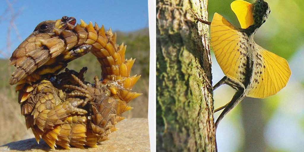 Как из фантастических фильмов: как выглядят 7 самых странных ящериц в мире