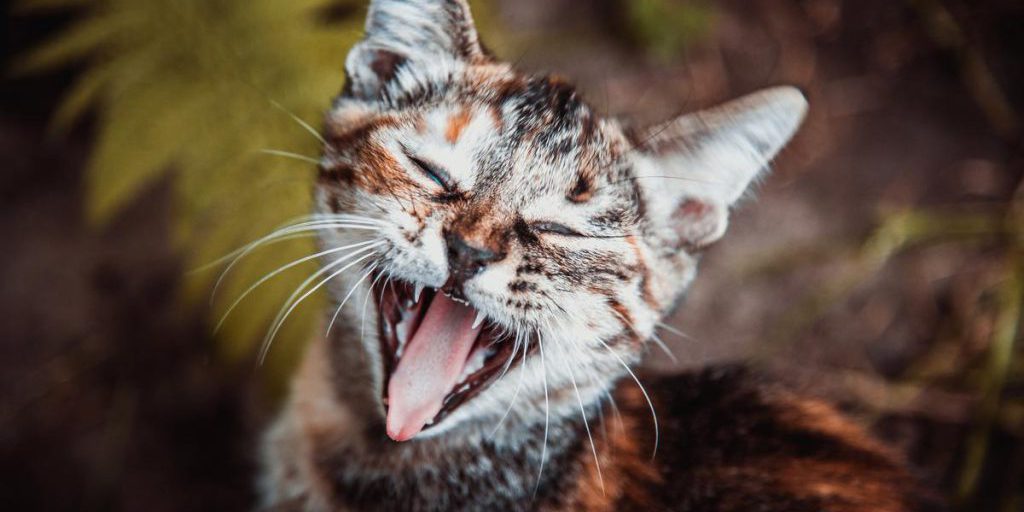 I 7 Segnali del Miagolio dei Gatti: Cosa Cercano di Dirci i Nostri Amici Felini