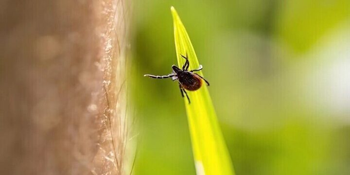 Seconda ondata di attività dei tick nella regione di Mosca: cosa significa per la salute umana e animale