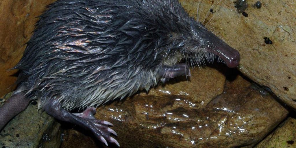 La Talpa della Cantabria: Un Mammifero Europeo con un Naso Eccezionalmente Lungo e Flessibile