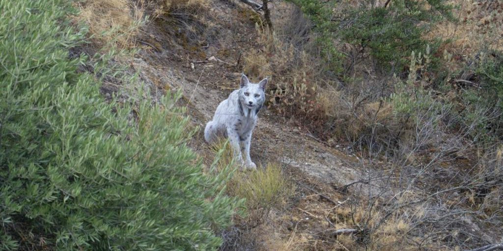 Fotografo spagnolo cattura per la prima volta l'immagine di una rara lince bianca in libertà