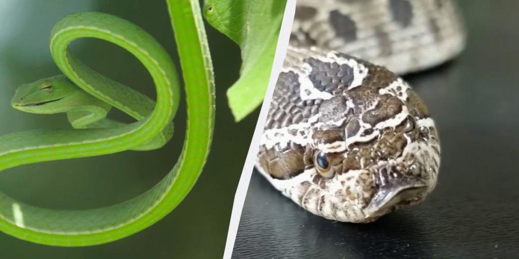 Il Veleno delle Serpi: Un Adattamento Evolutivo con Conseguenze Potenzialmente Gravi