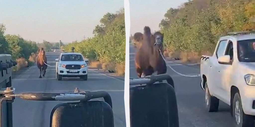 Cattura di un cammello vivo al fronte: un evento insolito con possibili implicazioni militari e ambientali