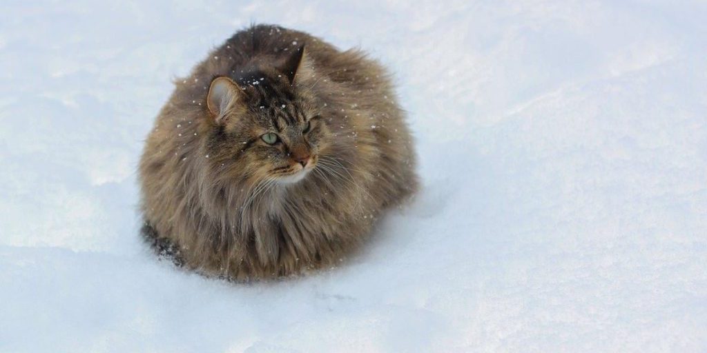 Notte più fredda in Ucraina: temperatura notturna tra -2 e -8°C