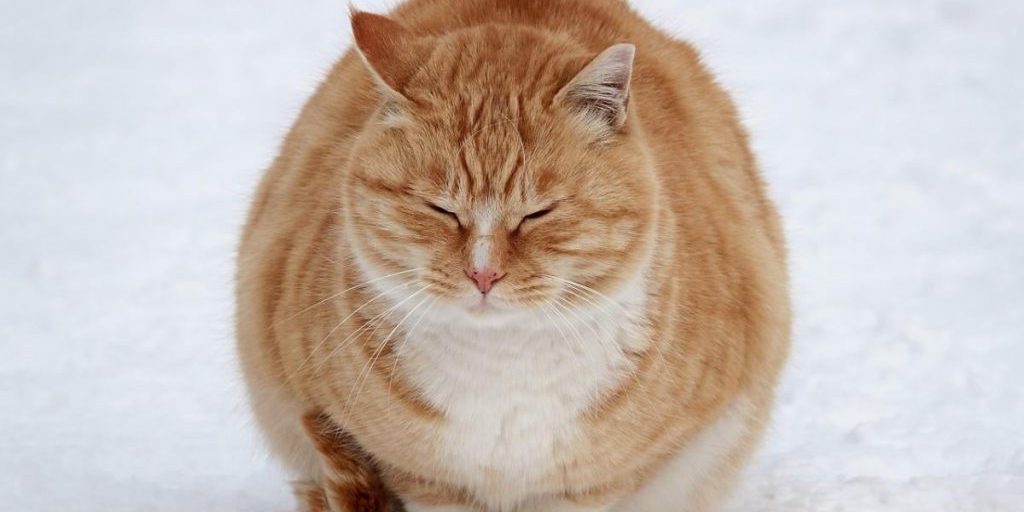 Ucraina: il 10 gennaio il clima si è raffreddato con gelo intenso