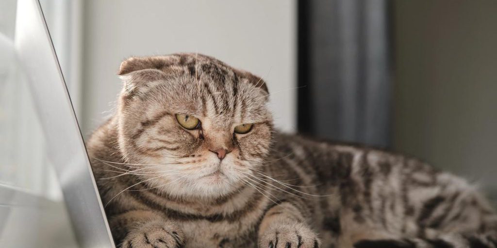 Scusarsi con un gatto: come dimostrare rispetto e cura