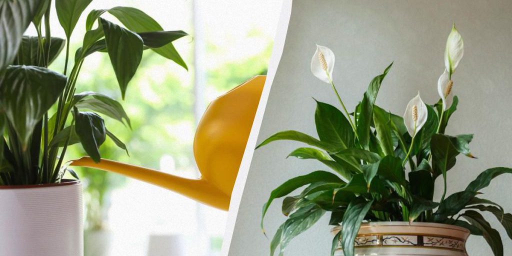 Annaffiatura dello spathiphyllum in inverno: guida pratica per evitare la morte della pianta