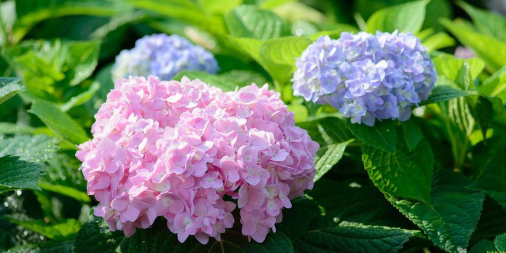 Come potare le ortensie per una fioritura abbondante: consigli pratici dei giardinieri
