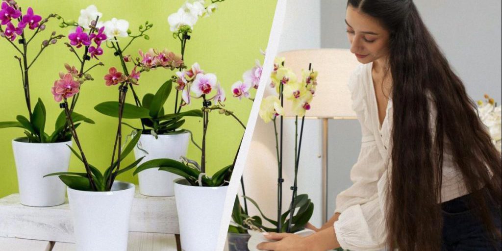 Orchidee: condizioni ideali per fioritura lunga e trucco semplice per fiorire anche in inverno