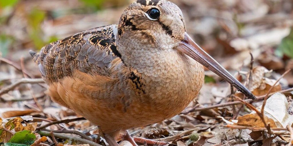 Valdsnep: uccello solitario presente in molte parti del mondo