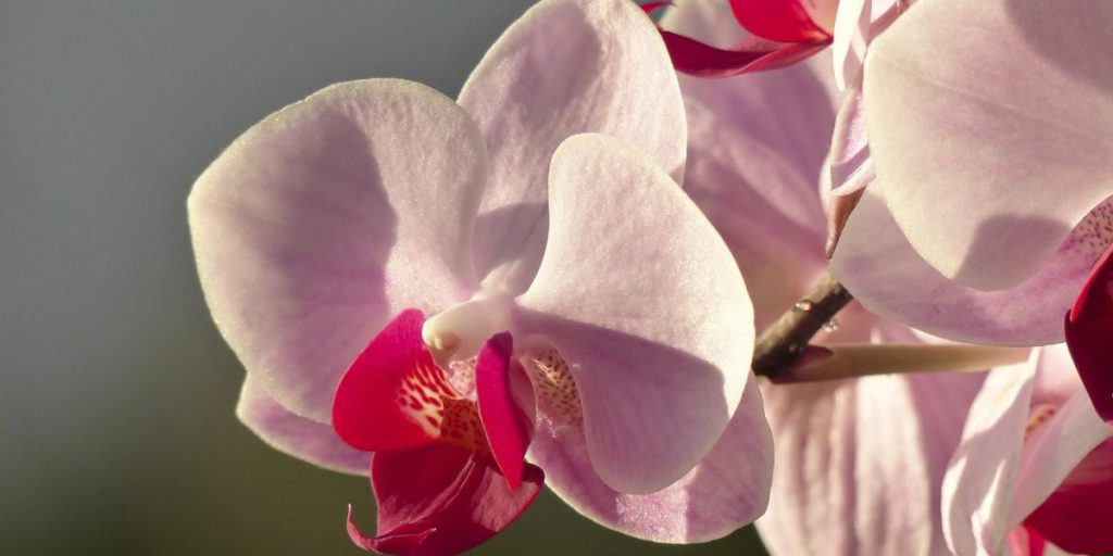 Come riconoscere e curare l'orchidea che appassisce: consigli pratici per rianimarla rapidamente