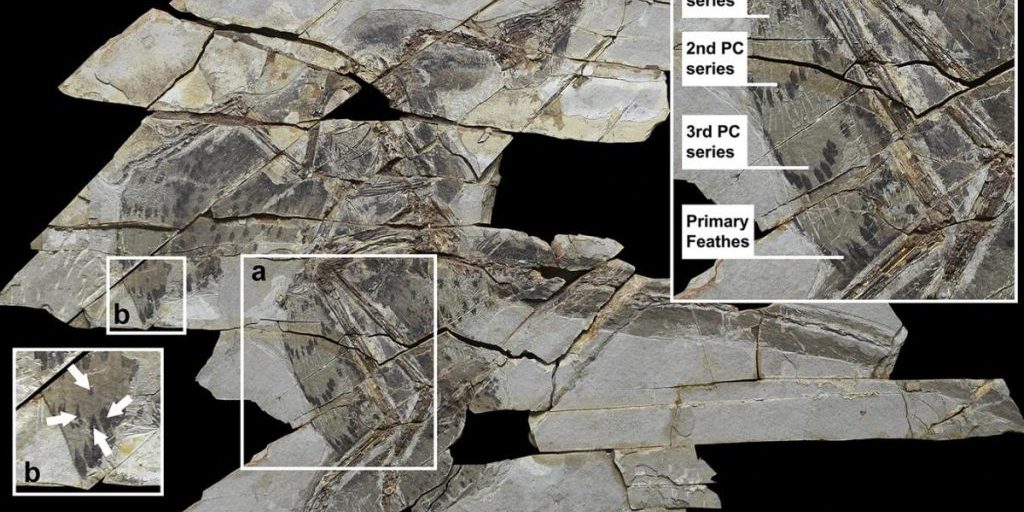 Dinosauri piumati che non volavano più: la moltiplicazione disordinata delle piume è la causa