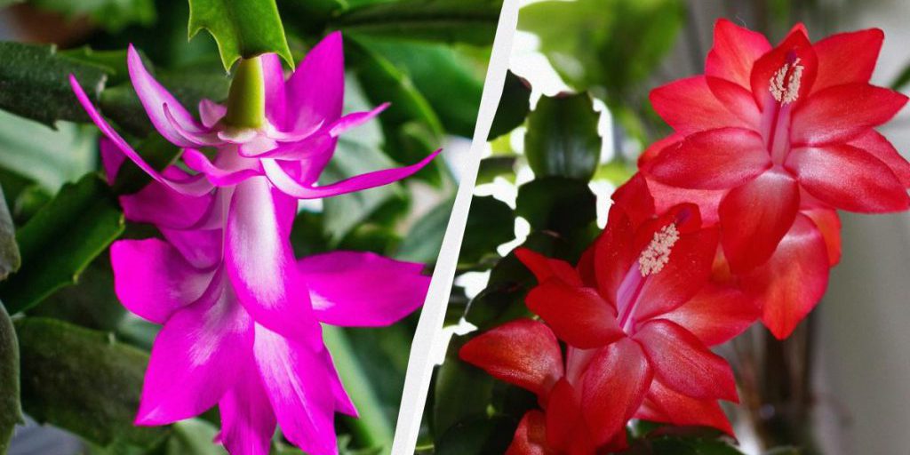 Decembrio in inverno: fertilizzanti certificati e cure per una fioritura sana