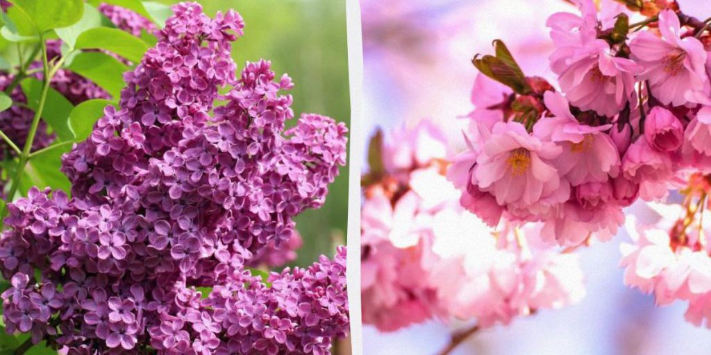 Dicembre: 5 alberi da non potare per favorire la fioritura