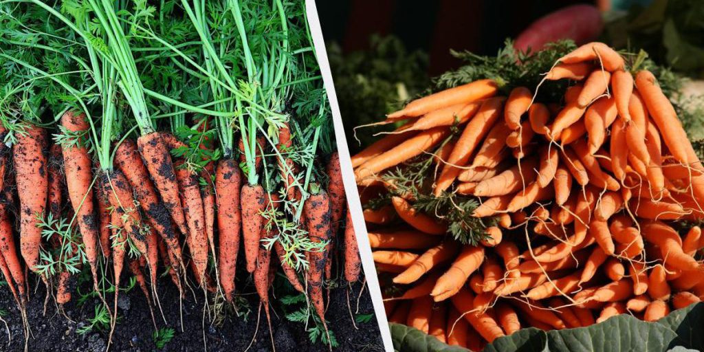 Le 7 colture migliori da piantare prima delle carote