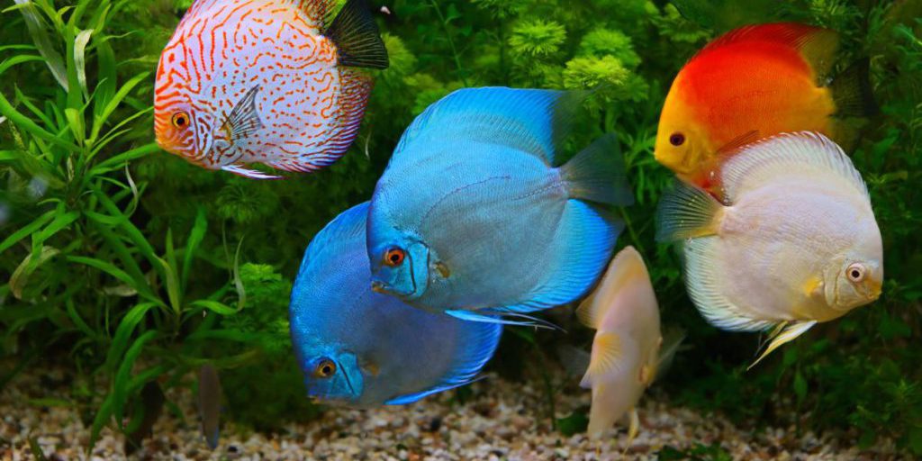 Il clima stabile dei tropici spiega la vivace colorazione degli animali