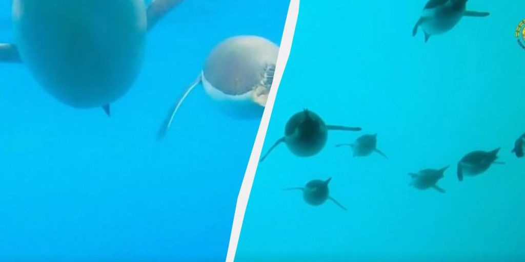 Polarniki: tracciamento GPS e telecamera rivelano la vita sott’acqua dei pinguini