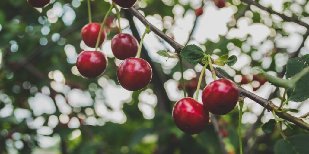 Come coltivare un albero di ciliegio partendo da un seme: guida pratica per la casa