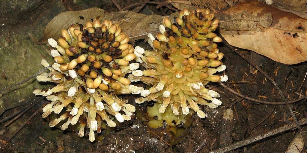 Piante parassite che si nutrono delle radici degli alberi: la più insolita specie del mondo