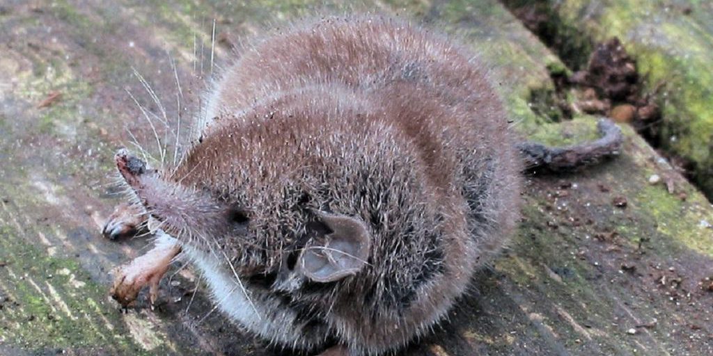Unico fossile australiano di quel tipo dichiarato estinto dopo 40 anni senza osservazioni