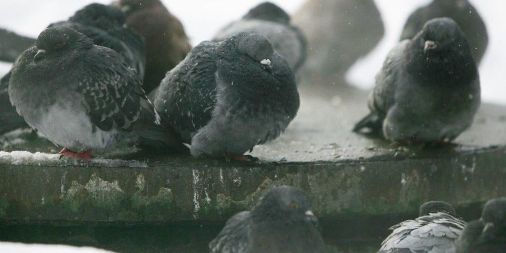 Avviso di vento pericoloso in Ucraina occidentale: il Servizio di Emergenza Statale invita alla vigilanza