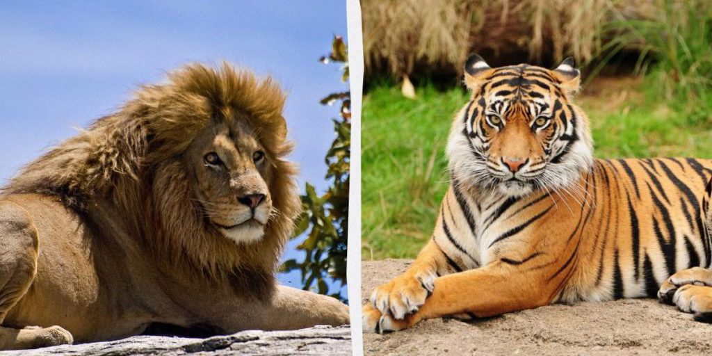 Lioni e tigri: perché non si confrontano in natura