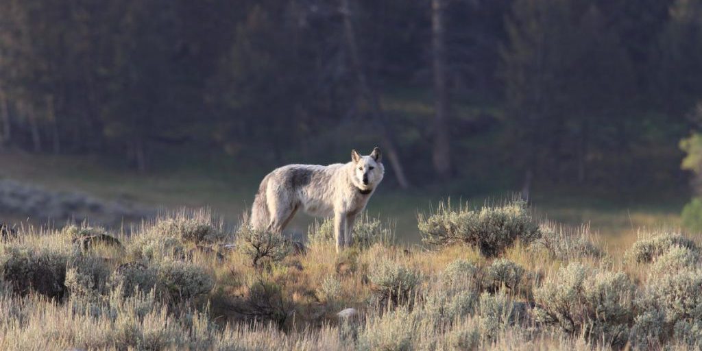 Il ritorno dei lupi a Yellowstone: effetti sulla fauna e sulla flora