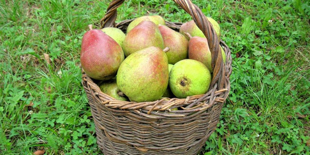 Coltivare un albero di pera in casa: consigli pratici per frutti dolci