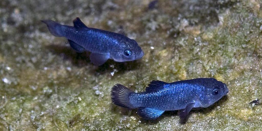 Solo 38 esemplari rimangono di una specie di pesce isolata per 60.000 anni
