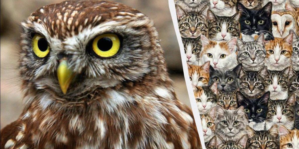 Il 97 % delle persone non riesce a individuare 3 gufi nascosti tra i gatti in 10 secondi: l’illusione ottica che mette alla prova la concentrazione