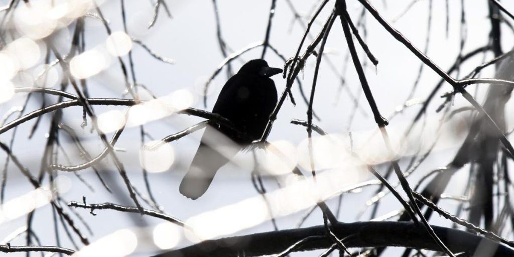 Previsioni meteo: nessun riscaldamento previsto a Kiev il 16 gennaio