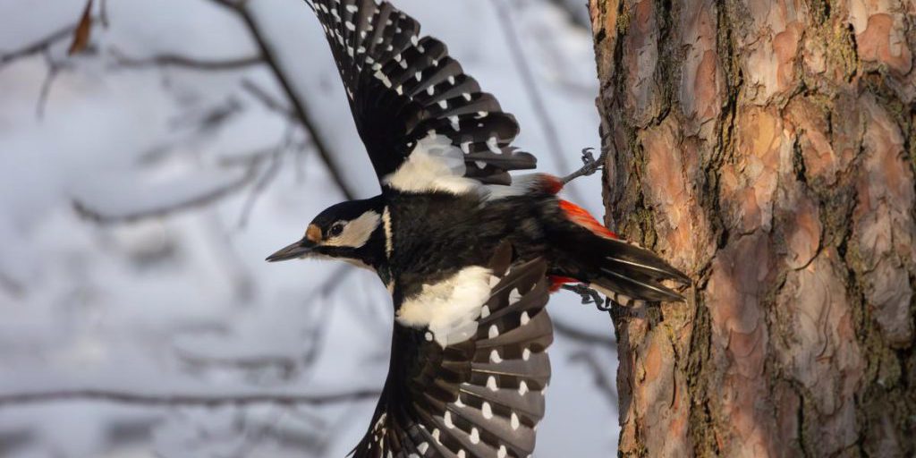 21 gennaio a Kiev: giornata soleggiata con temperatura massima di -5 °C