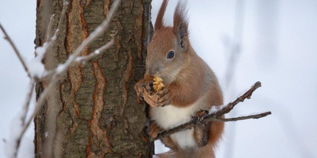 Previsioni meteo per Kiev il 27 gennaio: neve bagnata e pioggia con temperature tra -3° e -1° Celsius