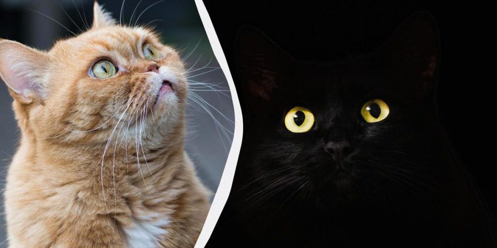 Perché i gatti miagolano verso il vuoto: la spiegazione scientifica del loro comportamento