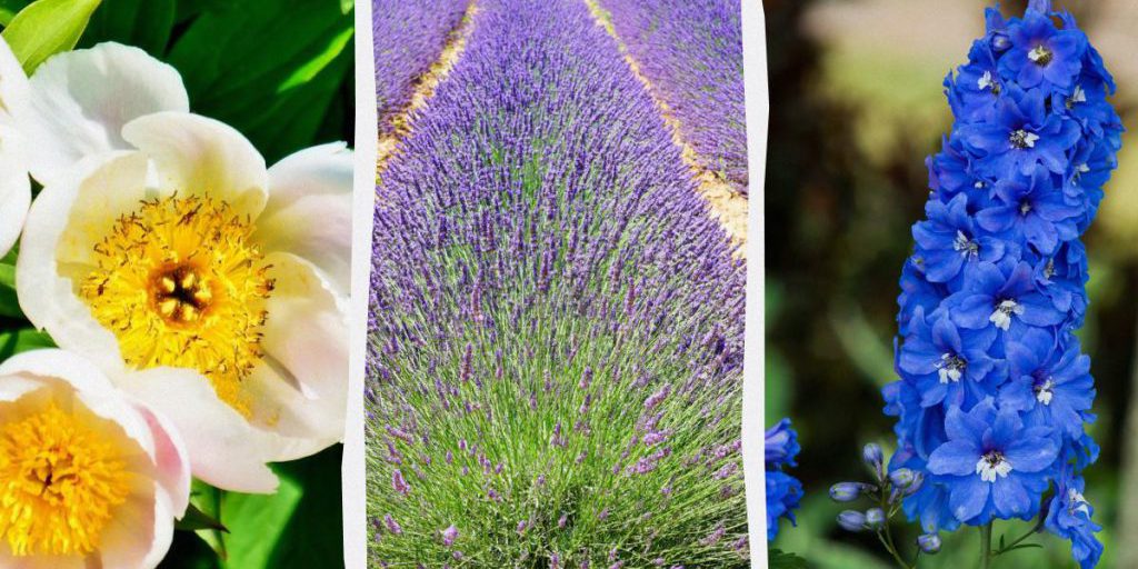 10 piante perenni da evitare di piantare insieme: perché non dovrebbero convivere nel giardino