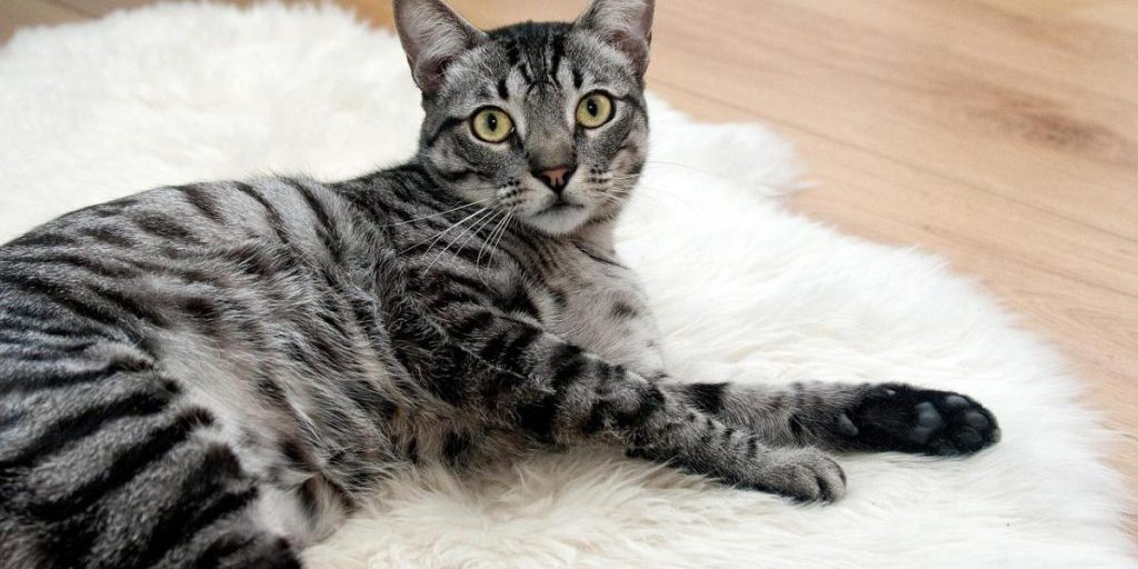 Il miagolio e il ronron delle gatte: come comunicano con gli umani