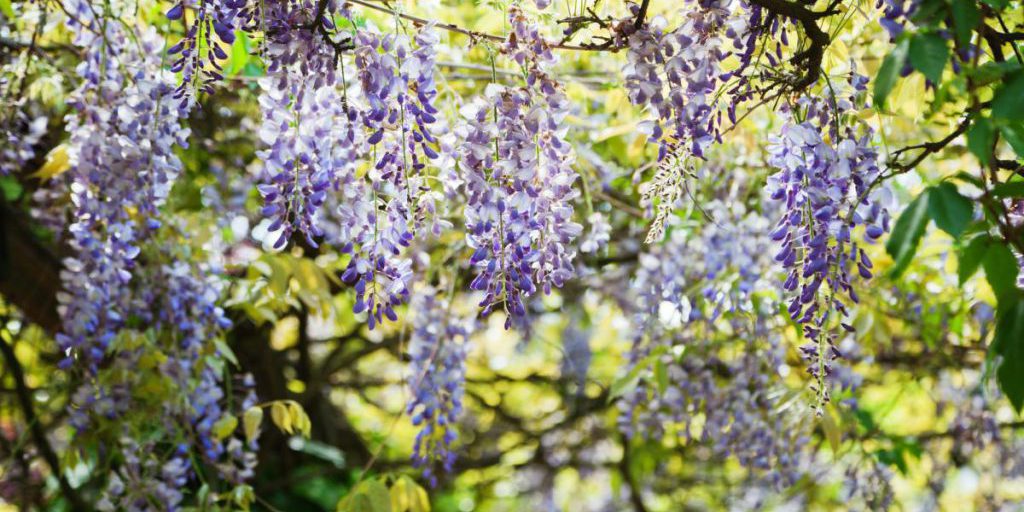 Alberi da evitare nel cortile: 11 piante sconsigliate dai giardinieri