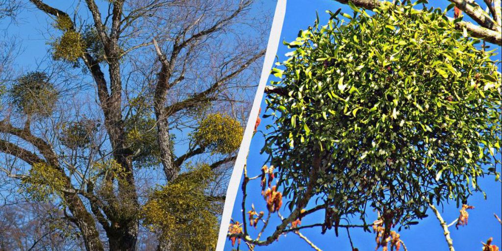 Pallini verdi invernali sugli alberi: osservazioni e possibili cause