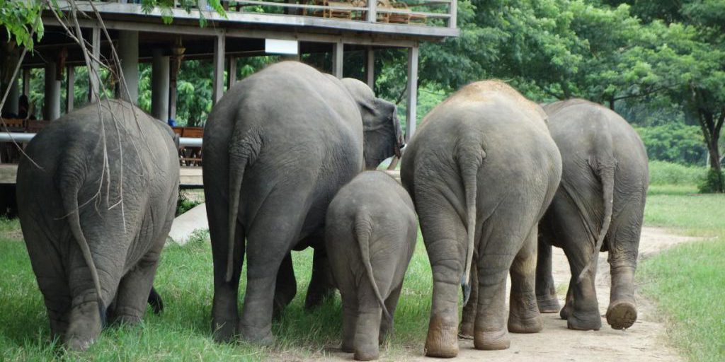 Thailandia lancia misure per contenere l'aumento della popolazione di elefanti