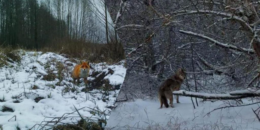Animali tornano a Chernobyl: segno di recupero del parco naturale